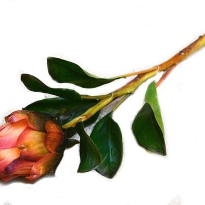 Διακοσμητικό λουλούδι αγκινάρα ροζ 65cm