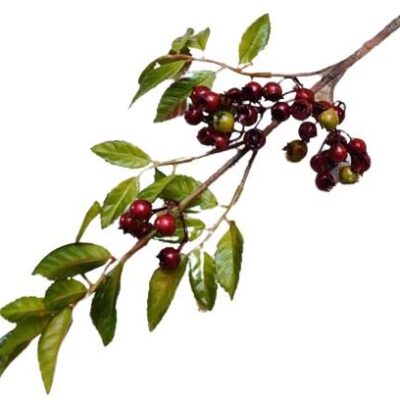 Διακοσμητικό λουλούδι κλαδί berry κόκκινο με πράσινα φύλλα 42cm
